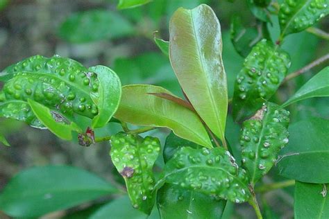 lilly pilly beetle spray|Lilly Pilly Problems, Pests, and Diseases (Scale,。